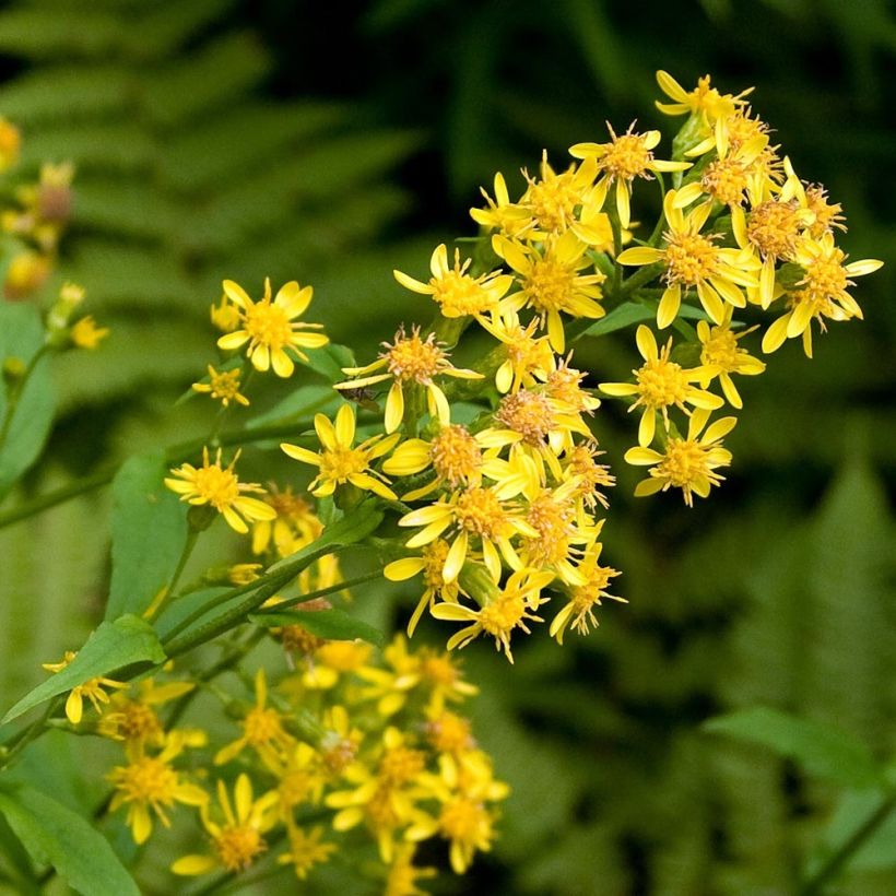 Solidago virgaurea (Floração)