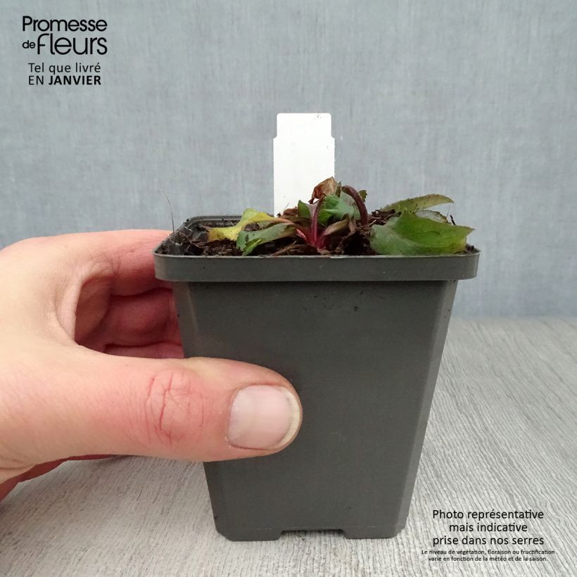 Amostra de Solidago virgaurea - Baguette d'Aaron - Verge d'or Vaso de 8/9 cm tal como entregue no inverno