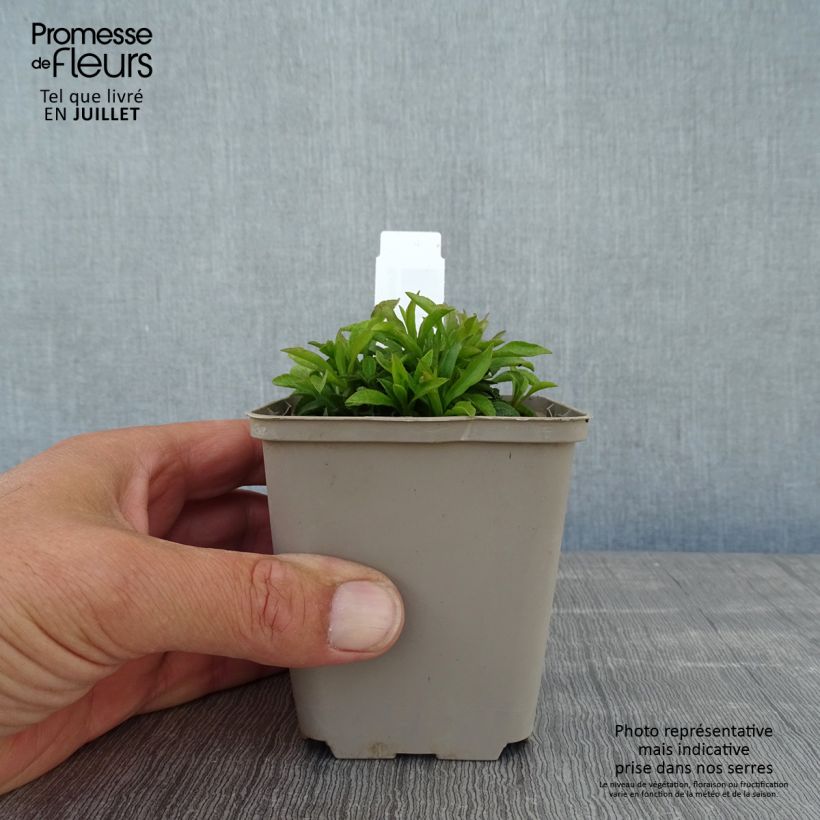 Amostra de Solidago virgaurea subsp. minuta var. minutissima Vaso de 8/9 cm tal como entregue no verão