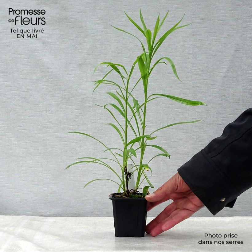 Amostra de Solidaster luteus Lemore Vaso de 8/9 cm tal como entregue na primavera