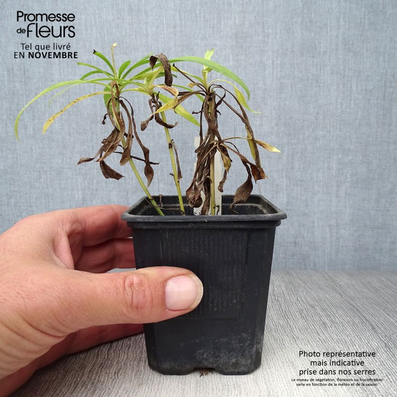 Amostra de Solidaster luteus Lemore Vaso de 8/9 cm tal como entregue no outono