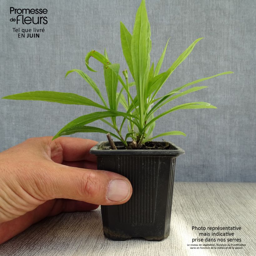 Amostra de Solidaster luteus Lemore Vaso de 8/9 cm tal como entregue no verão