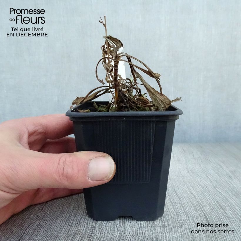 Amostra de Solidaster luteus Lemore Vaso de 8/9 cm tal como entregue no inverno