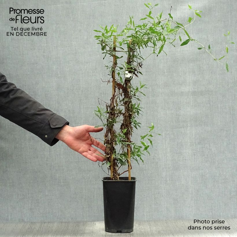 Amostra de Sollya heterophylla Vaso de 3 L/4 L tal como entregue no inverno