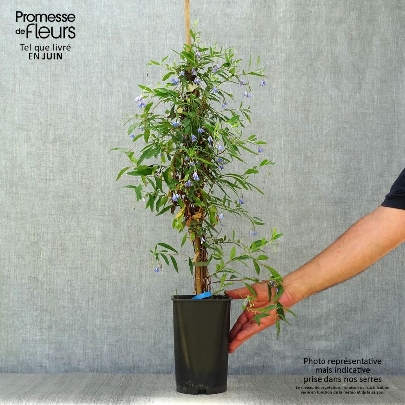 Amostra de Sollya heterophylla - trepadeira azul Vaso de 3 L/4 L tal como entregue no verão