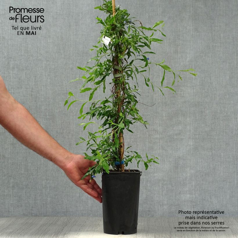 Amostra de Sollya heterophylla - trepadeira azul Vaso de 3 L/4 L tal como entregue na primavera