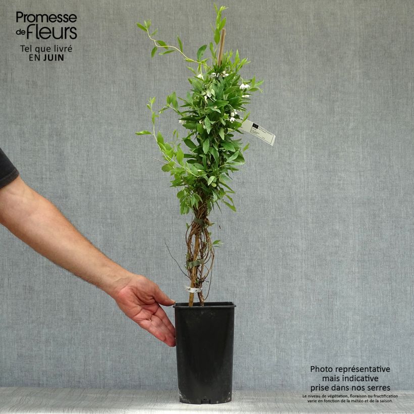Amostra de Sollya heterophylla Alba Vaso de 3 L/4 L tal como entregue no verão