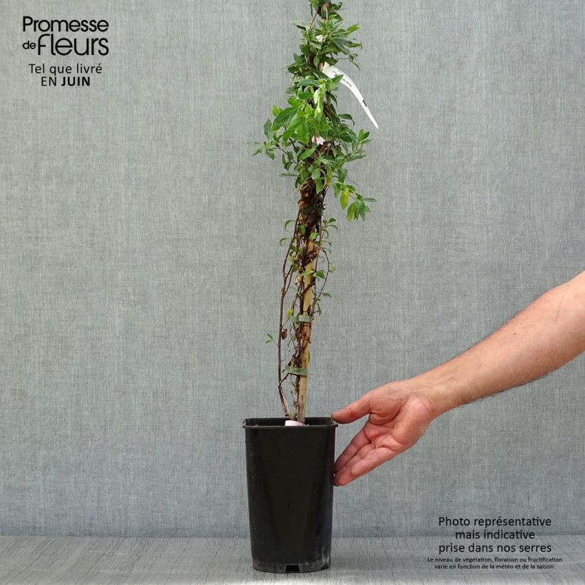 Amostra de Sollya heterophylla Rosea Vaso de 3 L/4 L tal como entregue no verão