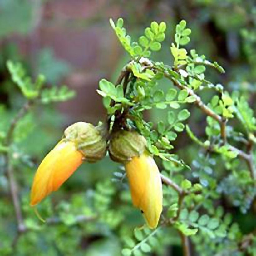 Sophora prostrata Little Baby (Floração)