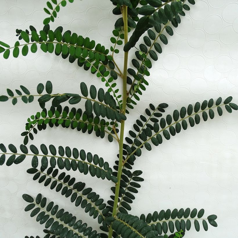 Sophora microphylla Sun King (Folhagem)