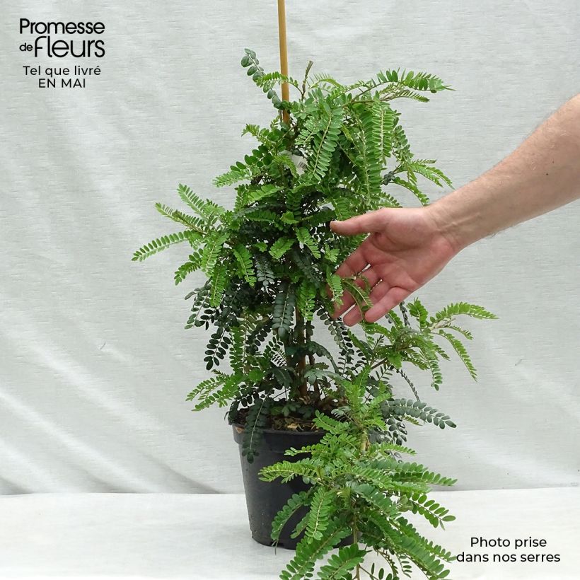 Amostra de Sophora microphylla Sun King Vaso de 2 L/3 L tal como entregue na primavera