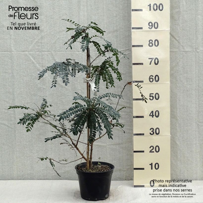 Amostra de Sophora microphylla Sun King Vaso de 2 L/3 L tal como entregue no outono