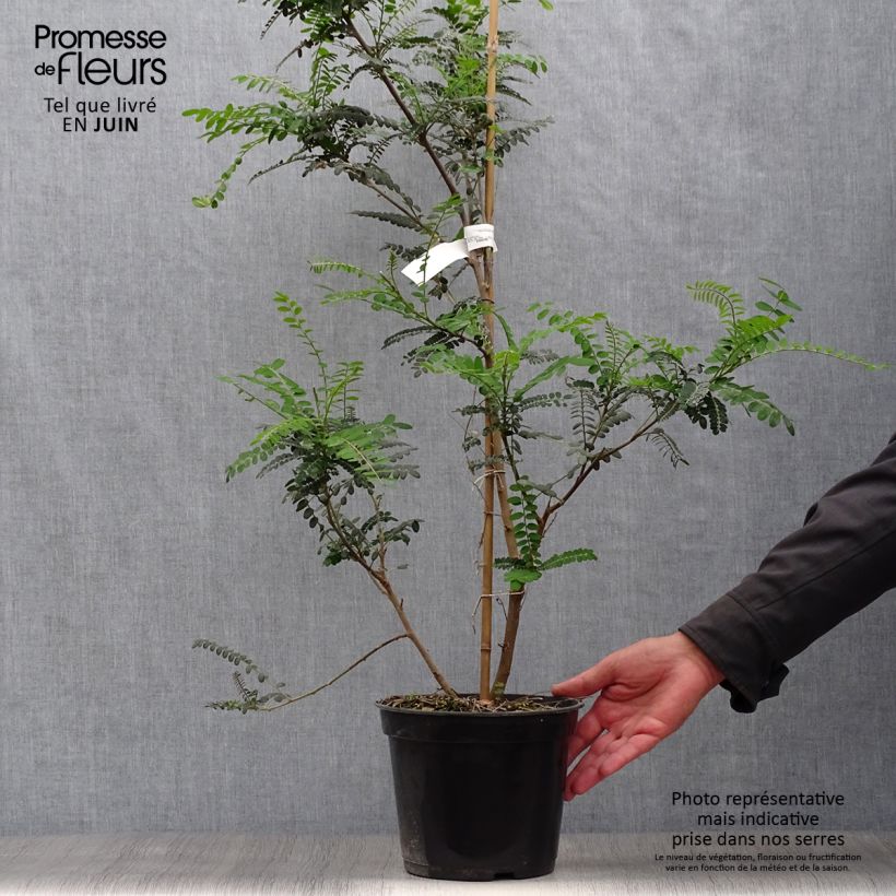 Amostra de Sophora microphylla Sun King Vaso de 2 L/3 L tal como entregue no verão