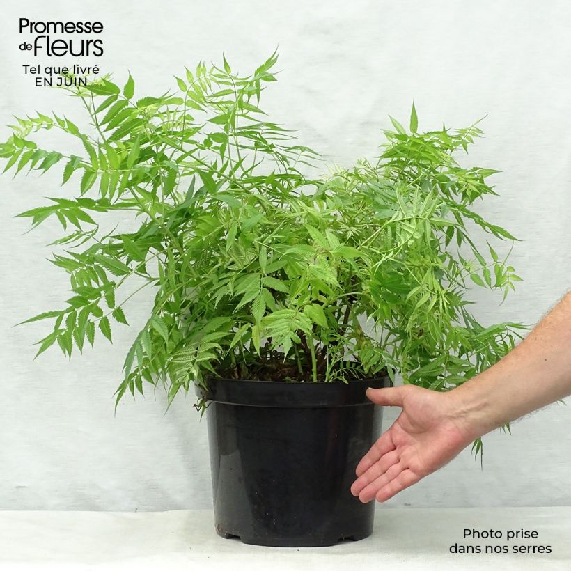 Amostra de Sorbária sorbifolia Sem Vaso de 7,5 L/10 L tal como entregue no verão