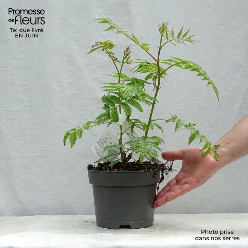 Amostra de Sorbária sorbifolia Sem Vaso de 2 L/3 L tal como entregue no verão