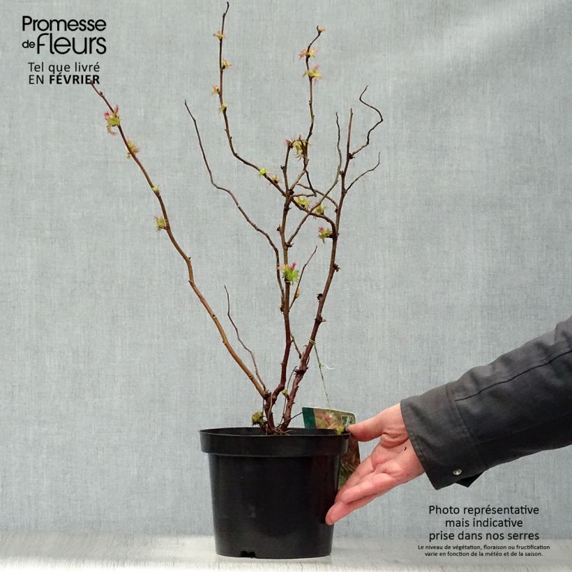 Amostra de Sorbária sorbifolia Sem Vaso de 2 L/3 L tal como entregue no inverno