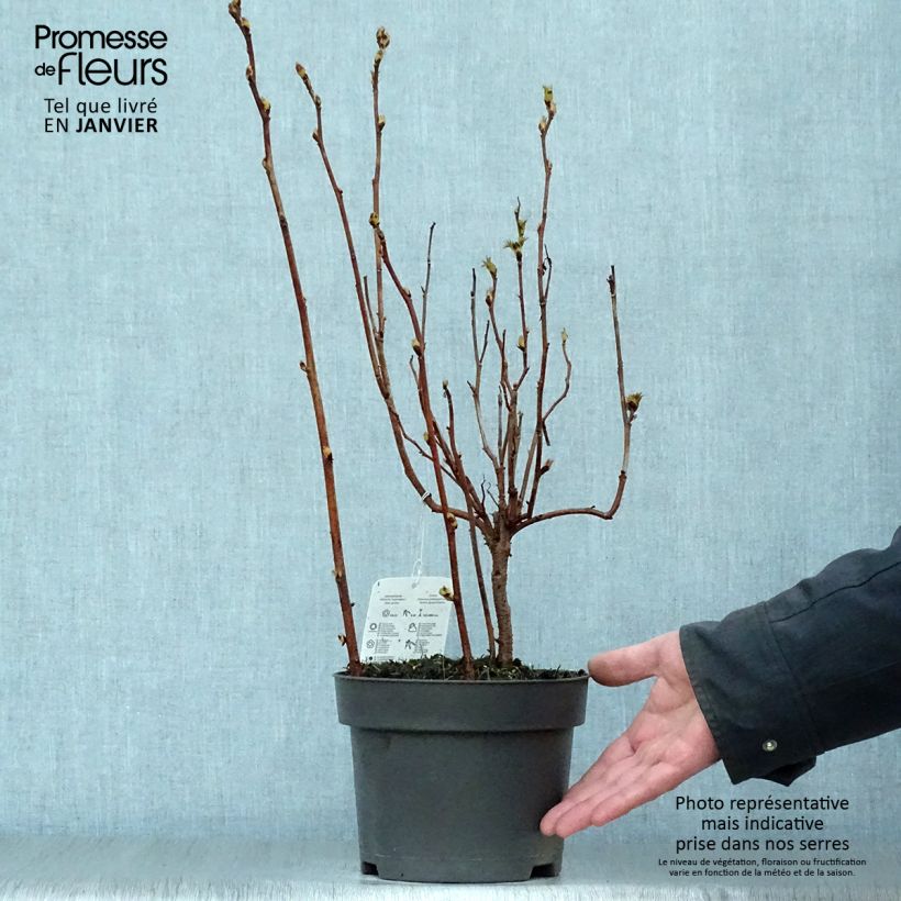 Amostra de Sorbaria sorbifolia - Fausse spirée à feuilles de sorbier Vaso de 2 L/3 L tal como entregue no inverno