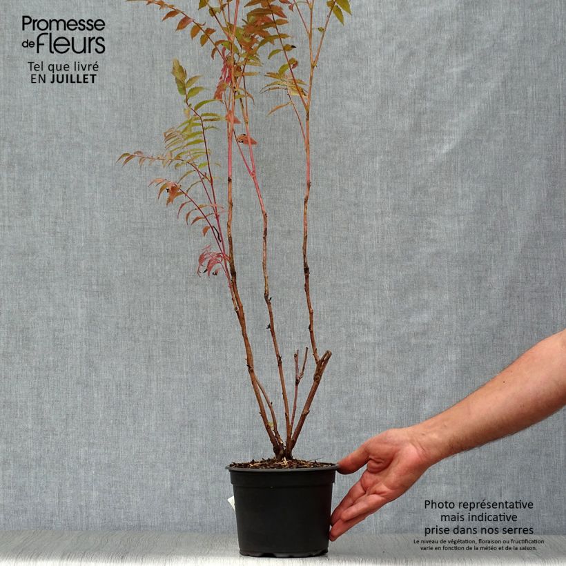 Amostra de Sorbária sorbifolia Vaso de 2 L/3 L tal como entregue no verão