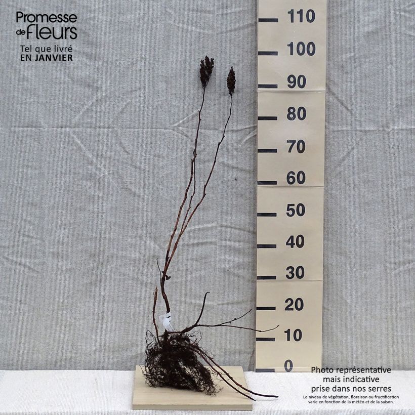 Amostra de Sorbaria sorbifolia - Fausse spirée à feuilles de sorbier Raízes nuas tal como entregue no inverno