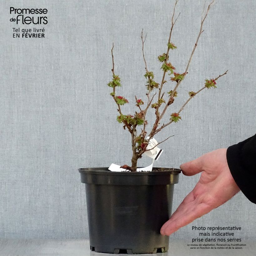 Amostra de Sorbária sorbifolia Pink Hopi Vaso de 2 L/3 L tal como entregue no inverno