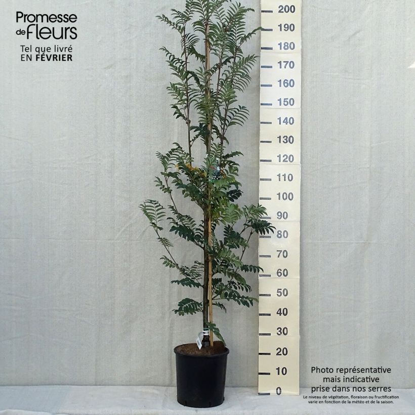 Amostra de Tramazeira Sheerwater Seedling - Sorbus aucuparia Vaso de 12 L/15 L tal como entregue no outono