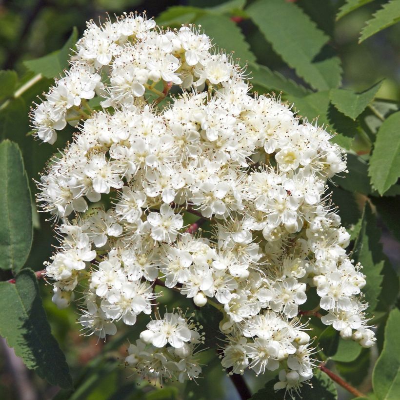 Tramazeira Sheerwater Seedling - Sorbus aucuparia (Floração)