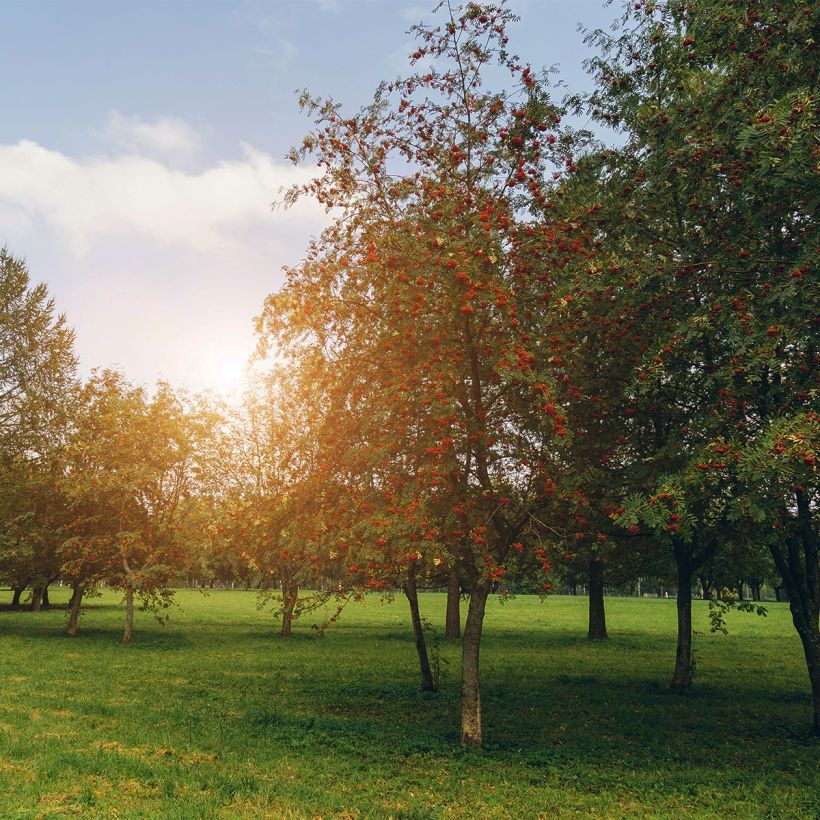 Tramazeira Sheerwater Seedling - Sorbus aucuparia (Hábito)
