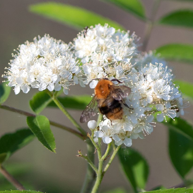 Tramazeira Wettra - Sorbus aucuparia (Floração)