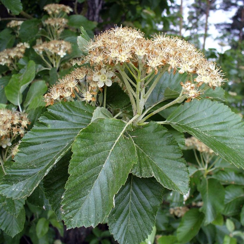 Mostajeiro - Sorbus aria (Floração)