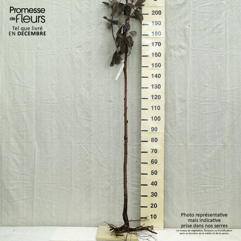 Amostra de Sorbus aria - Alisier blanc Raízes nuas tal como entregue no inverno
