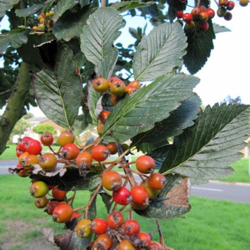 Mostajeiro Lutescens - Sorbus aria (Colheita)