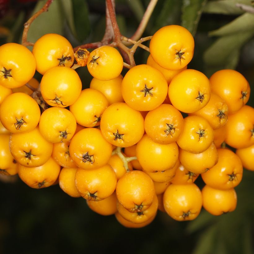 Sorbus arnoldiana Copper Glow - Tramazeira (Colheita)