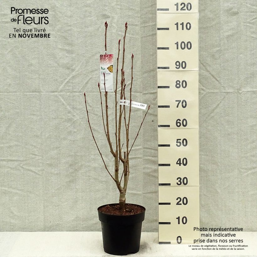 Amostra de Tramazeira Autumn Spire - Sorbus aucuparia Vaso de 4 L/5 L tal como entregue no outono