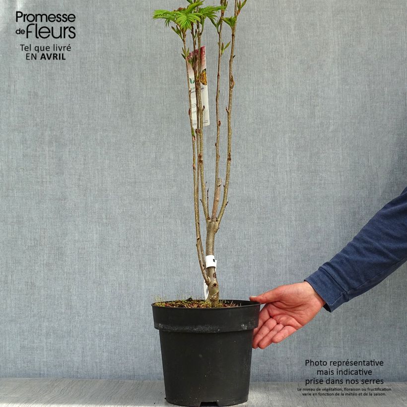 Amostra de Tramazeira Autumn Spire - Sorbus aucuparia Vaso de 4 L/5 L tal como entregue na primavera