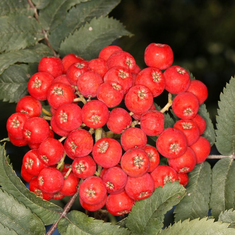 Tramazeira Fastigiata - Sorbus aucuparia (Colheita)