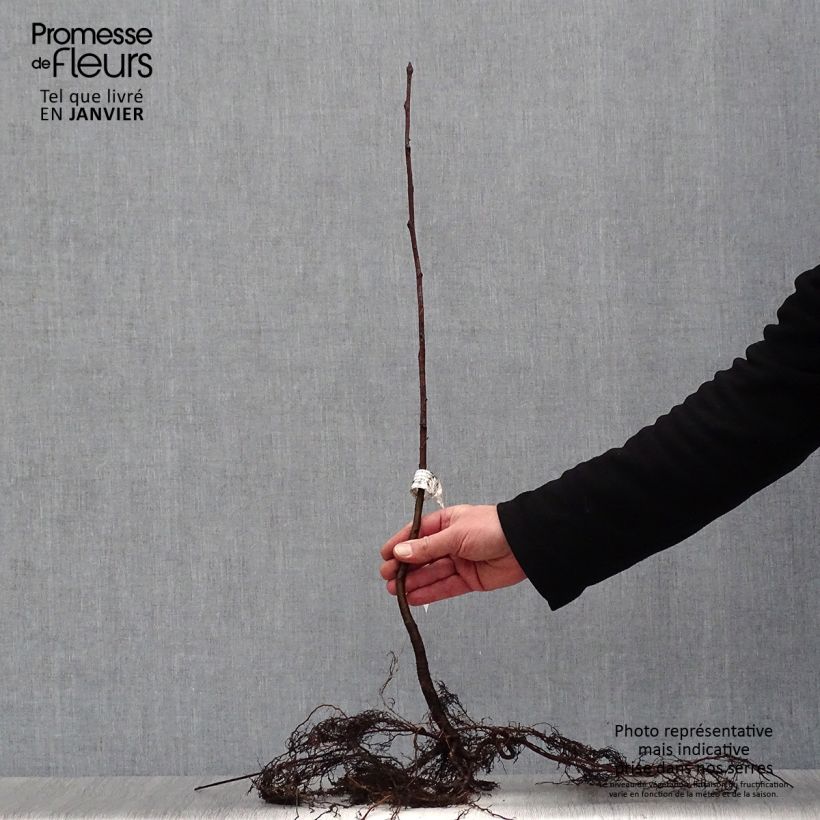 Amostra de Tramazeira - Sorbus aucuparia Raízes nuas tal como entregue no inverno