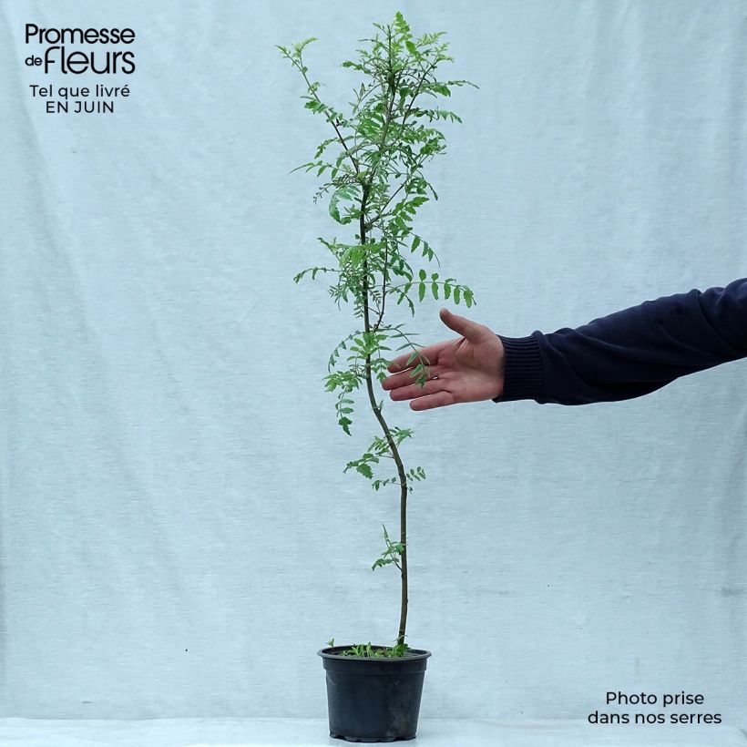 Amostra de Tramazeira - Sorbus aucuparia Vaso de 2 L/3 L tal como entregue no verão