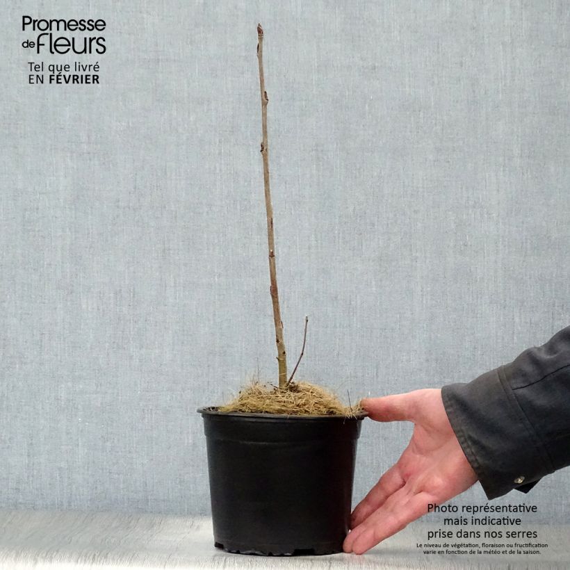 Amostra de Tramazeira - Sorbus aucuparia Vaso de 2 L/3 L tal como entregue no inverno