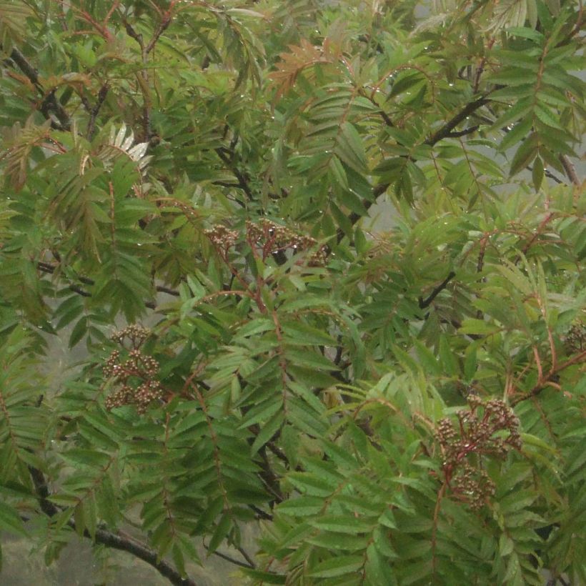 Sorbus randaiensis - Sorveira-de-taiwan (Folhagem)