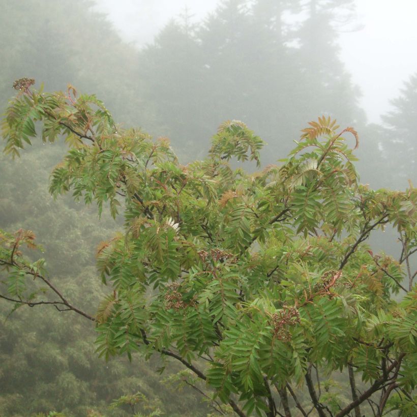 Sorbus randaiensis - Sorveira-de-taiwan (Hábito)