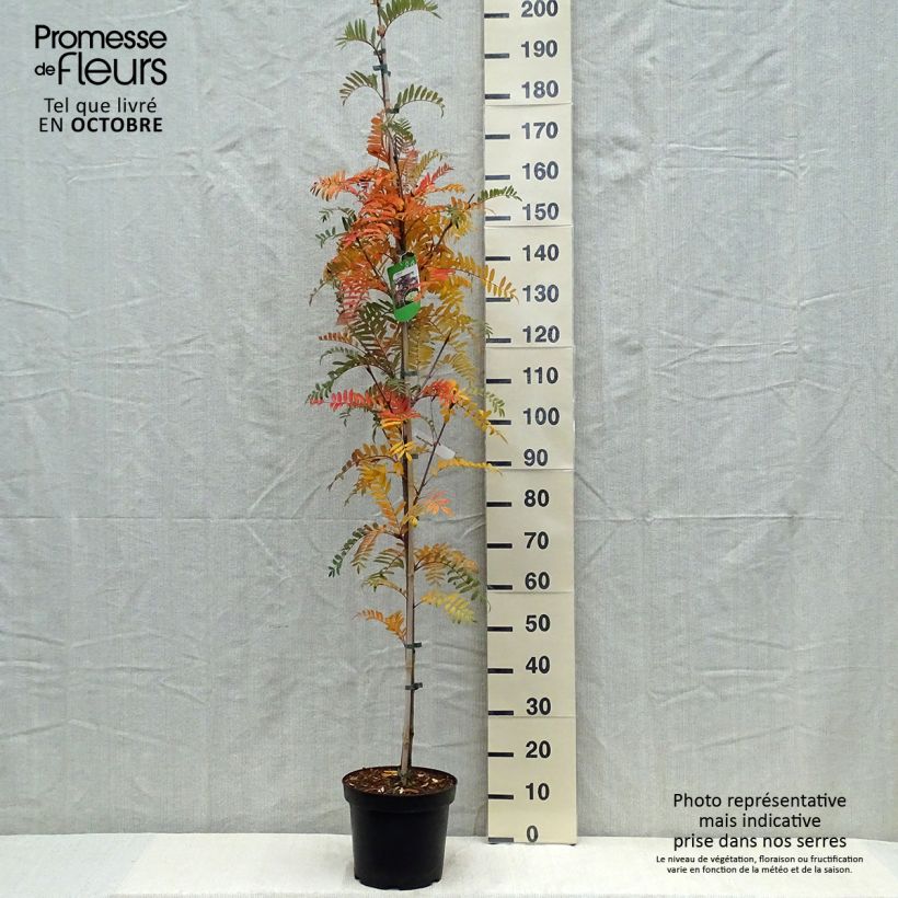 Amostra de Sorbus scalaris - Sorveira-de-folhas-de-feto Vaso de 7,5 L/10 L tal como entregue no outono