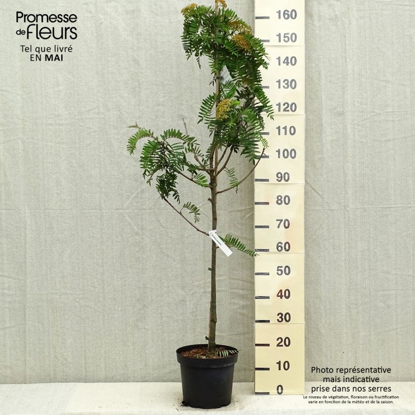 Amostra de Sorbus scalaris - Sorveira-de-folhas-de-feto Vaso de 7,5 L/10 L tal como entregue na primavera