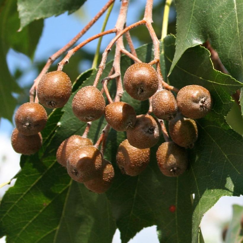 Sorbus torminalis - Sorveira-bastarda (Colheita)