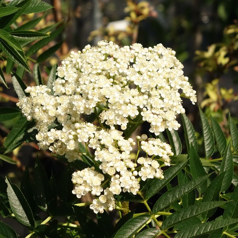 Sorbus wilfordii - Sorveira-do-japão (Floração)