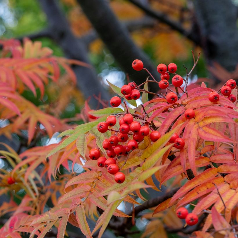 Sorbus wilfordii - Sorveira-do-japão (Folhagem)