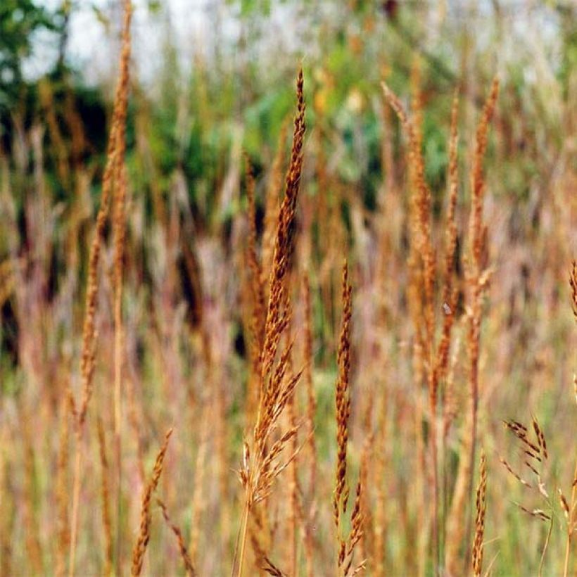 Sorghastrum nutans (Floração)