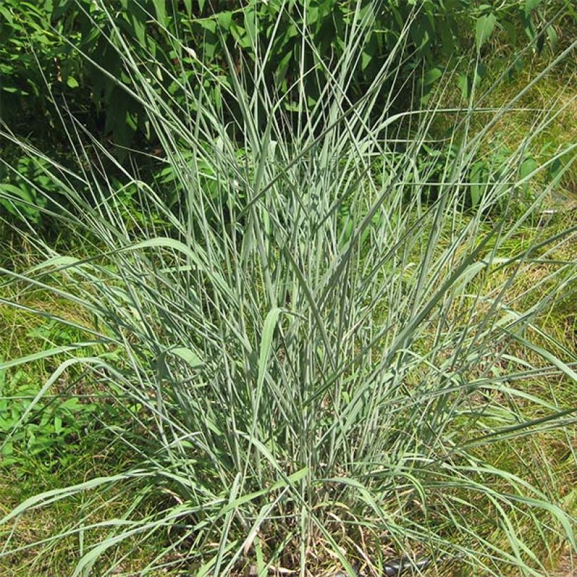 Sorghastrum nutans (Hábito)