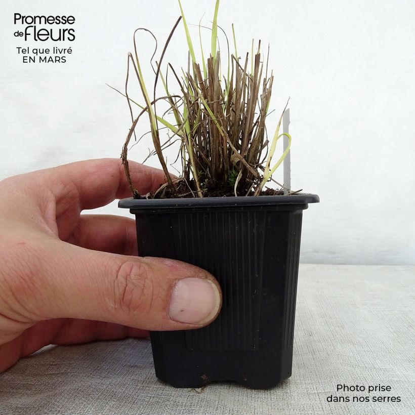 Amostra de Sorghastrum nutans Vaso de 8/9 cm tal como entregue na primavera