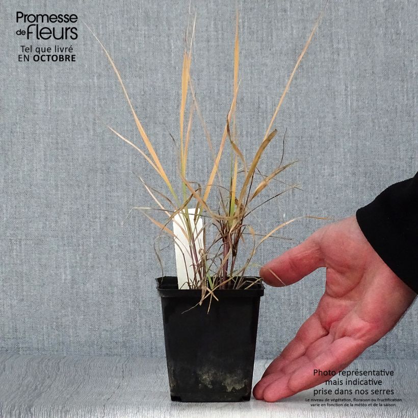 Amostra de Sorghastrum nutans Vaso de 8/9 cm tal como entregue no outono
