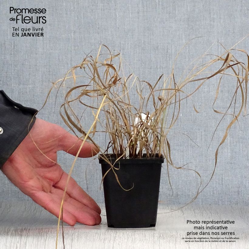 Amostra de Sorghastrum nutans - Herbe des indiens Vaso de 8/9 cm tal como entregue no inverno